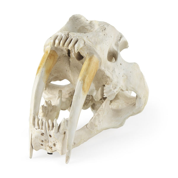 Mercana Fozzil Sabretooth Skull Replica - Stunning Natural Bone Finish for Eye-Catching Home Decor Accent 57425