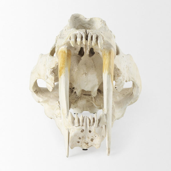 Mercana Fozzil Sabretooth Skull Replica - Stunning Natural Bone Finish for Eye-Catching Home Decor Accent 57425