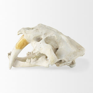 Mercana Fozzil Sabretooth Skull Replica - Stunning Natural Bone Finish for Eye-Catching Home Decor Accent 57425