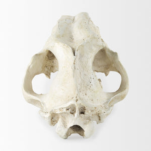 Mercana Fozzil Sabretooth Skull Replica - Stunning Natural Bone Finish for Eye-Catching Home Decor Accent 57425