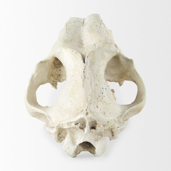 Mercana Fozzil Sabretooth Skull Replica - Stunning Natural Bone Finish for Eye-Catching Home Decor Accent 57425