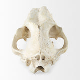 Mercana Fozzil 9L x 9W Resin Sabretooth Skull Replica 57425