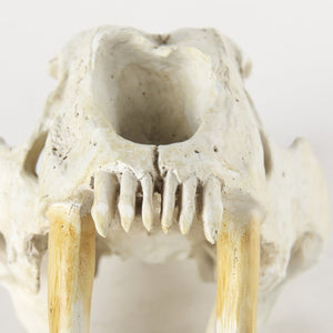 Mercana Fozzil Sabretooth Skull Replica - Stunning Natural Bone Finish for Eye-Catching Home Decor Accent 57425