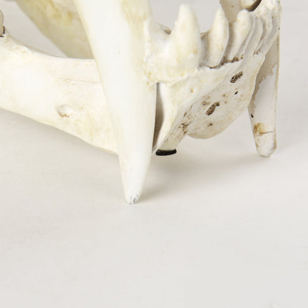 Mercana Fozzil Sabretooth Skull Replica - Stunning Natural Bone Finish for Eye-Catching Home Decor Accent 57425