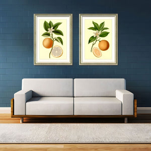 English Elm Set Of 2 Orange Fruit Botanical Prints In Solid Wood Frames - Stunning Kitchen Wall Art Decor 18X24 T3976P383225-GIGA