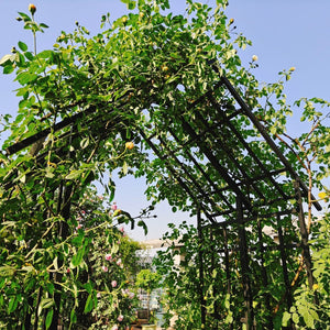 English Elm Metal Garden Arch Powder Coated Adjustable Width Climbing Plant Support Outdoor W1586P268890