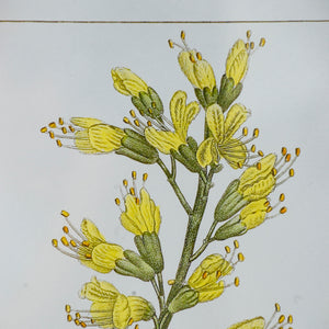 English Elm 19.7x27.6" Botanical Wall Arts Set of 2 - Vibrant Framed Floral & Fruit Prints for Living Room Decor, Hallway Elegance W2078P390181