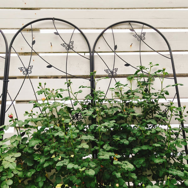 English Elm 4 Pack Powder-coated Metal Garden Trellis Panels Rustproof Climbing Plant Support Outdoor W1586P268062