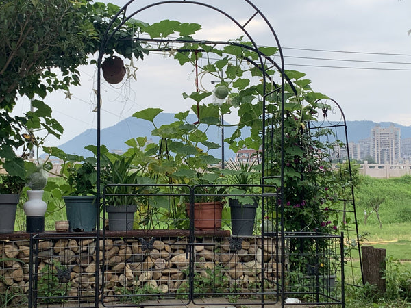 English Elm Garden Arch Arbor Trellis With Gate - Durable Metal Design For Climbing Plants, Weddings & Patios W840P321539