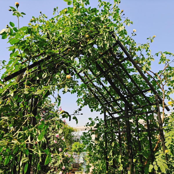 English Elm Metal Garden Arch Adjustable Width Powder Coated Steel Trellis for Climbing Plants W1586P268885