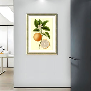 English Elm Set Of 2 Orange Fruit Botanical Prints In Solid Wood Frames - Stunning Kitchen Wall Art Decor 18X24 T3976P383225-GIGA