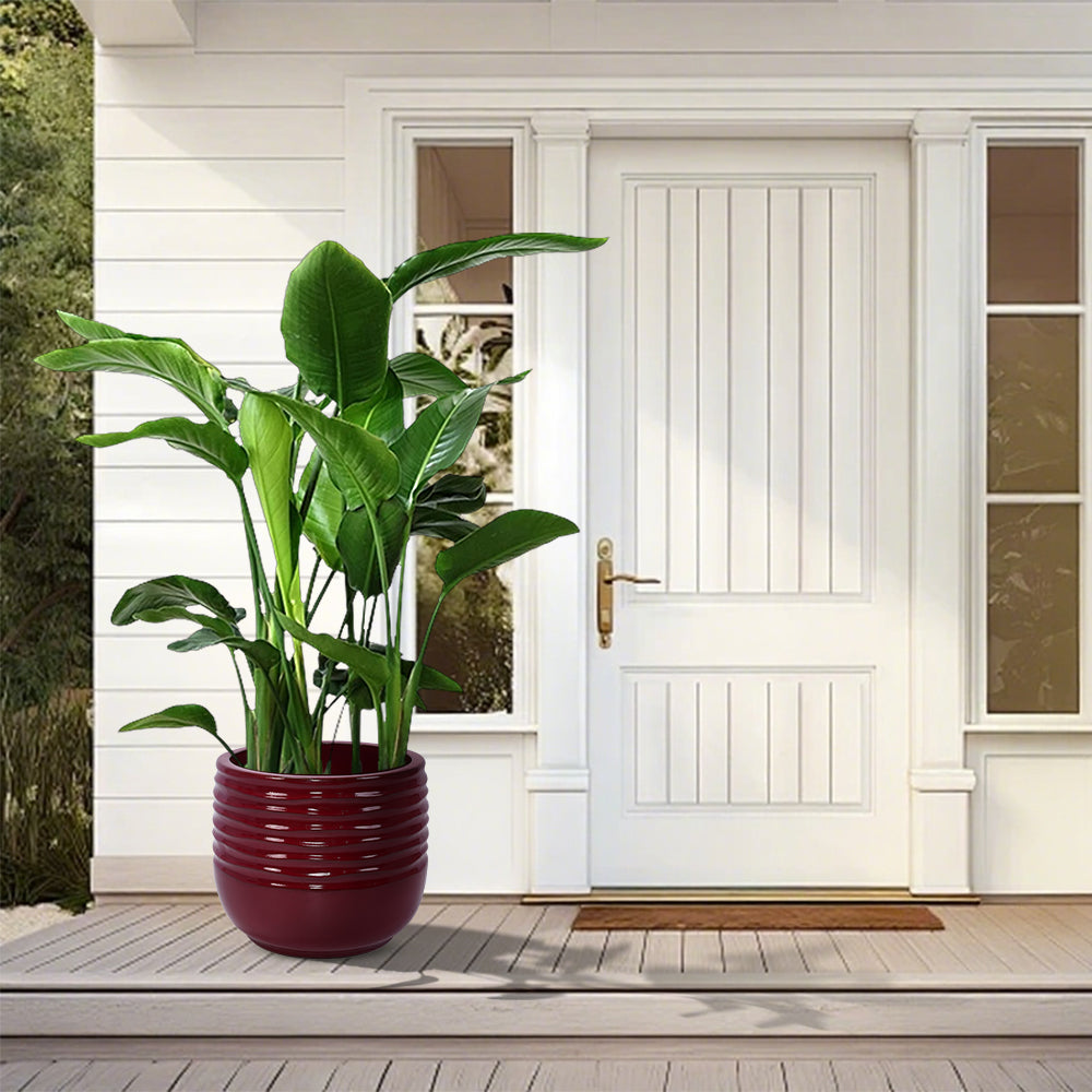 English Elm 3 Elegant Ceramic Flowerpots Set - Handcrafted Modern Planters For Patio, Garden & Windowsills W3273P321467