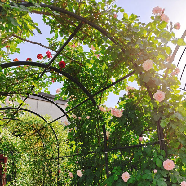 English Elm Metal Garden Arch with Double Gate Powder Coated Steel Frame for Climbing Plants W1586P148090