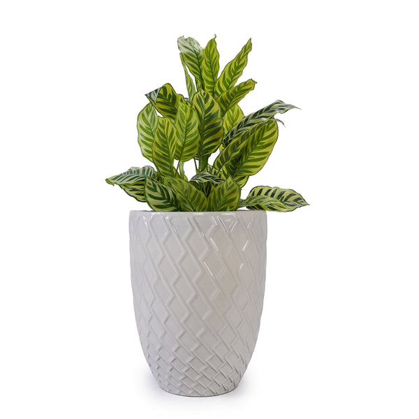 English Elm Ceramic Handcrafted White Planter - Elegant Modern Flowerpot For Indoor & Outdoor Spaces, 21.46Cm W3273P326366
