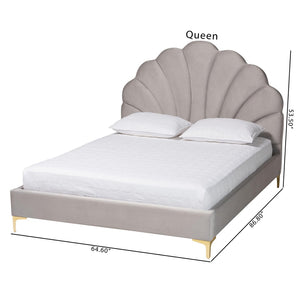 Baxton Studio Baxton Studio Acosta Glam Queen Platform Bed in Light Grey Velvet with Seashell Headboard Design CF9434-Light Grey-Queen