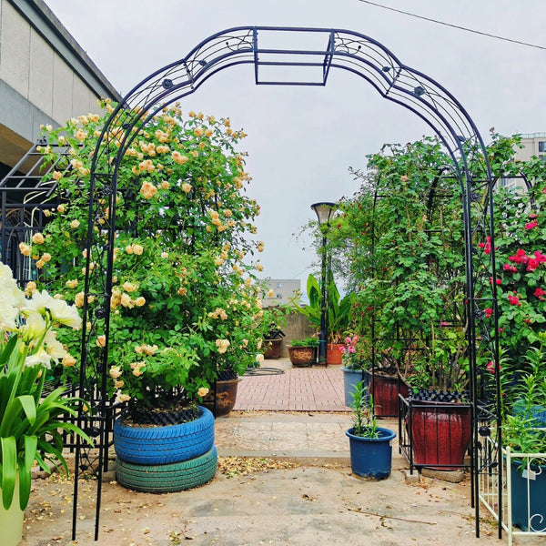 English Elm Metal Garden Arch Powder Coated Steel Trellis for Climbing Roses Outdoor Weddings Black W1586P268772