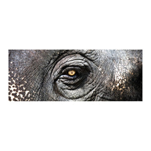 Elephant Study (Exclusive Gianni Rusconi Print on Canvas) 146-025 Elk Home