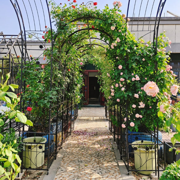 English Elm Metal Garden Arch with Planter Stands Powder Coated Steel Climbing Rose Support W158681135