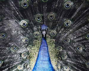 Sunpan BRILLIANT Peacock Art - 72" x 48" Luxe Wall Décor in Charcoal Frame, Modern Elegance for Any Space A0265