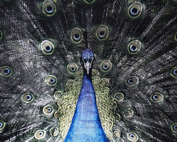 Sunpan BRILLIANT Peacock Art - 72" x 48" Luxe Wall Décor in Charcoal Frame, Modern Elegance for Any Space A0265