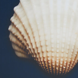 English Elm 4-piece Madison Park Ocean Seashells Framed Canvas Wall Art Set – 4x12" Coastal Navy Shell Prints, Wood Tone Frames B03598823