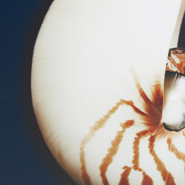 English Elm 4-piece Madison Park Ocean Seashells Framed Canvas Wall Art Set – 4x12" Coastal Navy Shell Prints, Wood Tone Frames B03598823