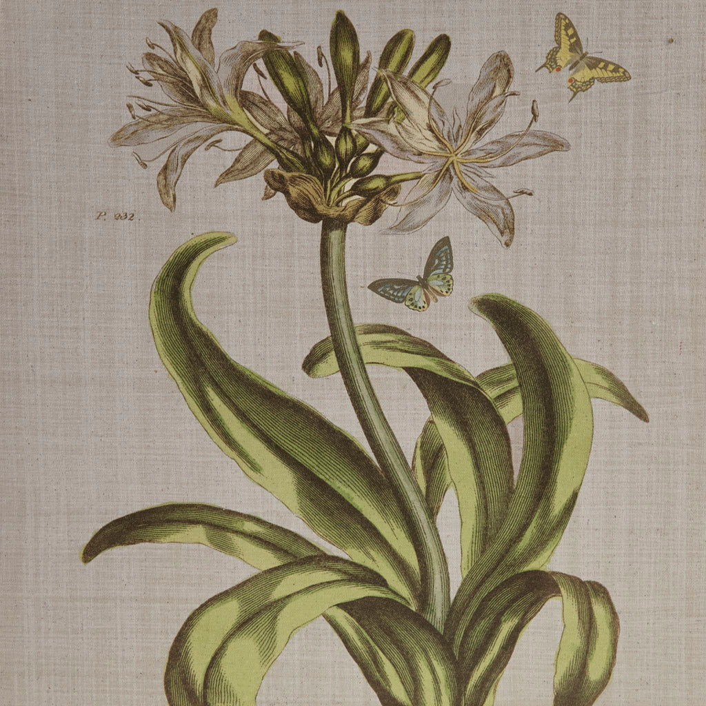 Martha Stewart Herbal Botany Canvas Wall Art