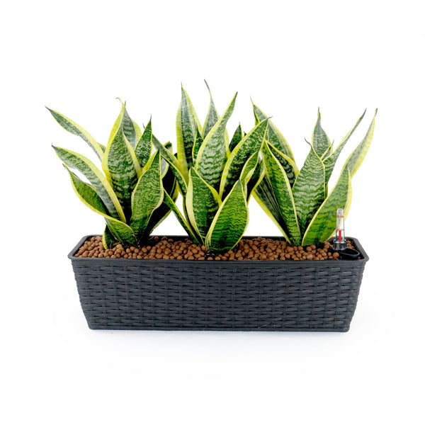 English Elm 2-Pack Elegant Self-Watering Rectangle Planters - Hand-Woven Wicker In Espresso For Indoor/Outdoor Use B046P144635