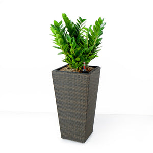 English Elm 2-Pack Self-Watering Planters - Hand-Woven Wicker Squares - Eco-Friendly & Stylish Home Decor B046P144638