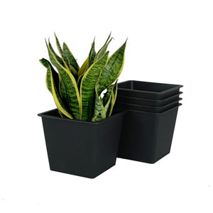English Elm 5" Square Nursery Plant Pot - UV-Resistant Black 5-Pack, Lightweight Durable Plastic for Indoor Outdoor Use B046P144651