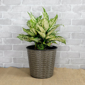 English Elm 10.2" Self-watering Wicker Planter Pot with Plastic Liner — Handwoven Eco-Friendly Décor for Indoor Outdoors Gray B046P144644