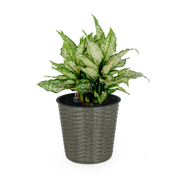 English Elm 10.2" Self-watering Wicker Planter Pot with Plastic Liner — Handwoven Eco-Friendly Décor for Indoor Outdoors Gray B046P144644