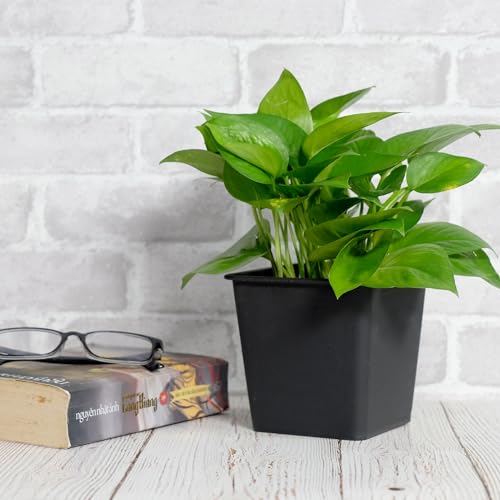 English Elm 6.3" Square Nursery Plant Pot - 7.5" Tall Durable Black Plastic Planter with UV Drainage (5-Pack) B046P144652
