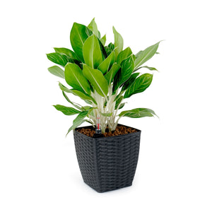 English Elm 2-Pack Hand-Woven Self-Watering Wicker Planters Thin Square Dark Gray – Recyclable, Stylish Care B046P144689