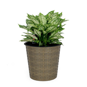 English Elm 10.2" Self-watering Wicker Planter Pot with Plastic Liner — Handwoven Eco-Friendly Décor for Indoor Outdoors Natural B046P144645