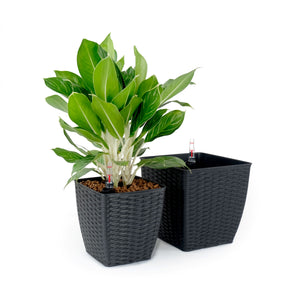 English Elm 2-Pack Hand-Woven Self-Watering Wicker Planters Thin Square Dark Gray – Recyclable, Stylish Care B046P144689