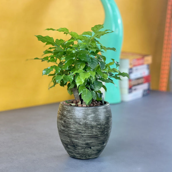 English Elm Smart Self-watering Round Planter Pot with Hand-painted Finish, Breathable Clay, Durable Design Gray Wash B046P144626
