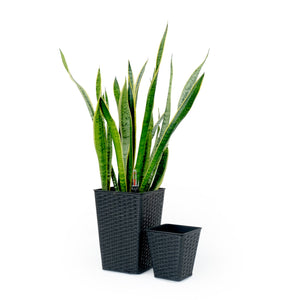 English Elm 2-Pack Elegant Self-Watering Square Planters - Hand-Woven Wicker Design For Indoor & Outdoor Use B046P144629