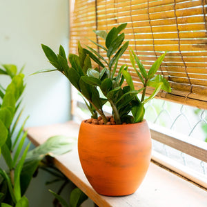 English Elm Smart Self-watering Round Planter Pot with Hand-painted Finish, Breathable Clay, Durable Design Terracotta B046P144625