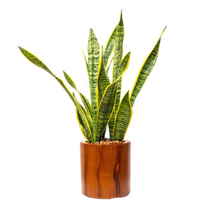 English Elm 7.8 In. Dark Wood Self-Watering Planter Pot – Stylish, Low-Maintenance Home For Happy Plants! B046P144616