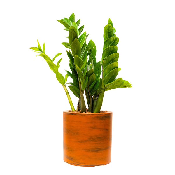 English Elm 7.8 In. Hand-Painted Self-Watering Planter Pot - Eco-Friendly, Unique Design For Indoor & Outdoor Use B046P144617
