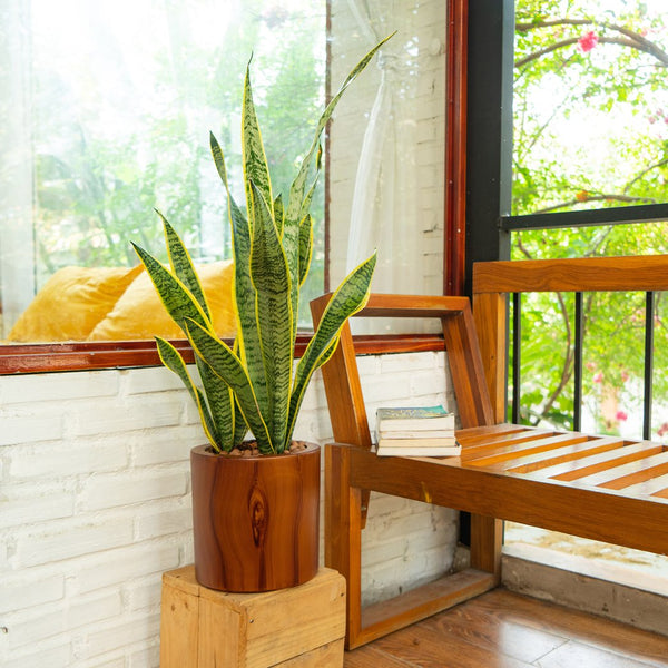 English Elm 7.8 In. Dark Wood Self-Watering Planter Pot – Stylish, Low-Maintenance Home For Happy Plants! B046P144616