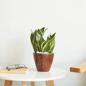 English Elm 2-Pack 10 in. Light Wood Plastic Self-watering Planter Pot with Smart Reservoir, Handcrafted Finish Dark Brown B046P144619