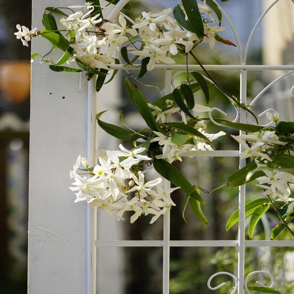 English Elm 4 Pack Galvanized Steel Garden Trellis Panels Powder Coated Cream White Climbing Plant Support W1586P147434