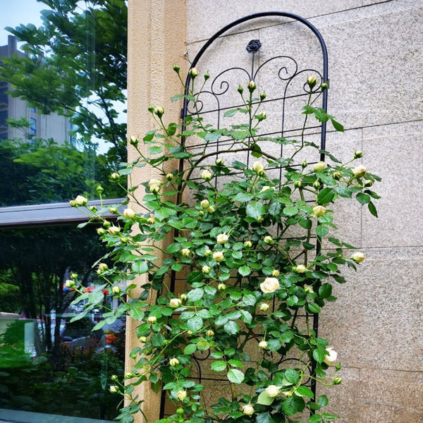 English Elm 4 Pack Tall Galvanized Steel Garden Trellises Powder Coated Black for Climbing Vines W158681065
