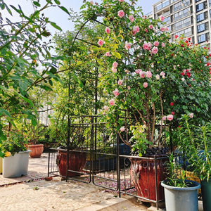 English Elm Metal Garden Arch with Double Gate Powder Coated Steel Frame for Climbing Plants W1586P148090