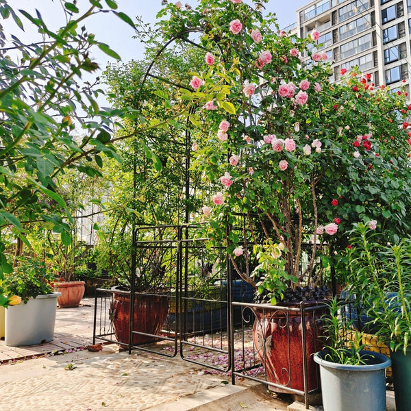 English Elm Metal Garden Arch with Double Gate Powder Coated Steel Frame for Climbing Plants W1586P148090