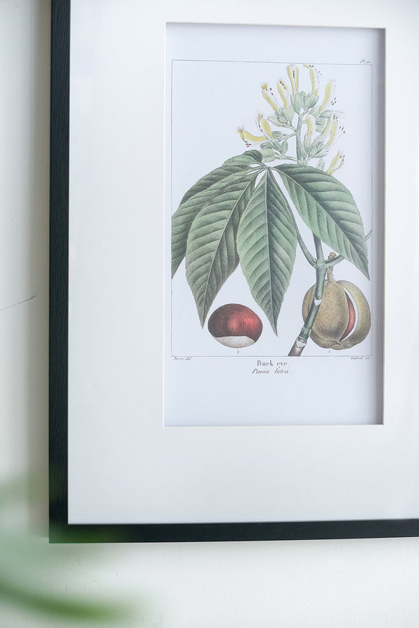 English Elm 19.7x27.6" Botanical Wall Arts Set of 2 - Vibrant Framed Floral & Fruit Prints for Living Room Decor, Hallway Elegance W2078P390181