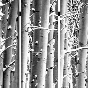 HomeRoots 48" Gray and White Wood Canvas Birch Screen - Elegant 3-Panel Folding Divider for Modern Spaces 274652