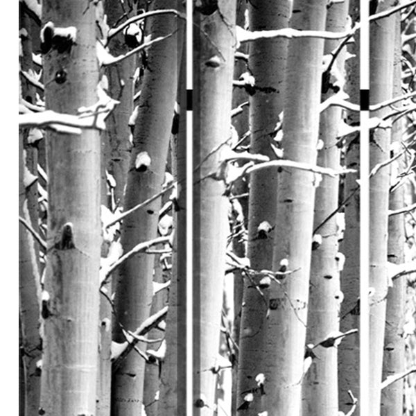 Homeroots 48" X 72" Gray And White Wood Canvas Birch  Screen  Cotton Canvas 274652